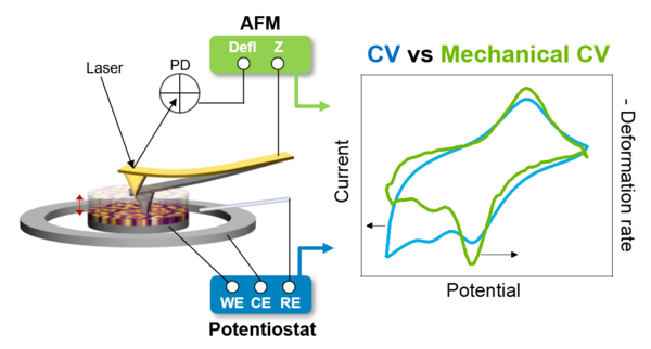 Electro-chemo-mechanoical coupling via operando AFM